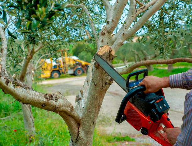 Best Stump Grinding Near Me  in Colonial Heights, TN